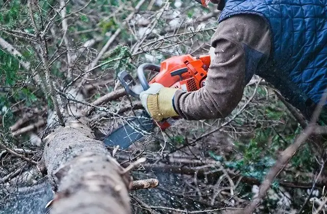 Emergency Tree Removal
