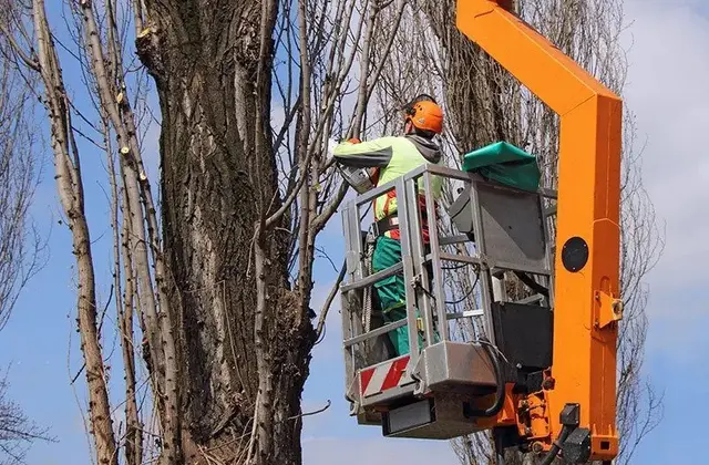 Tree Pruning