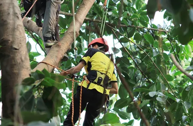 Tree Trimming