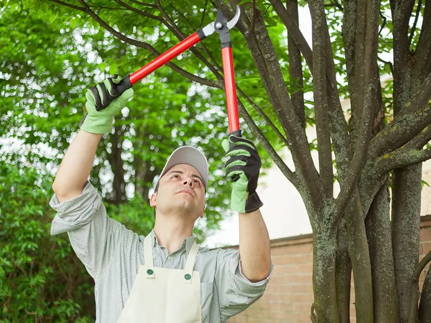 Worker pruning branches with loppers