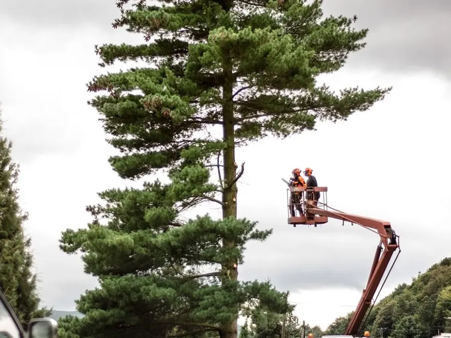 Crew in a bucket lift beside a tall pine