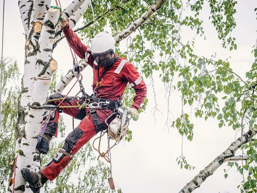 Climber roped high in a birch tree