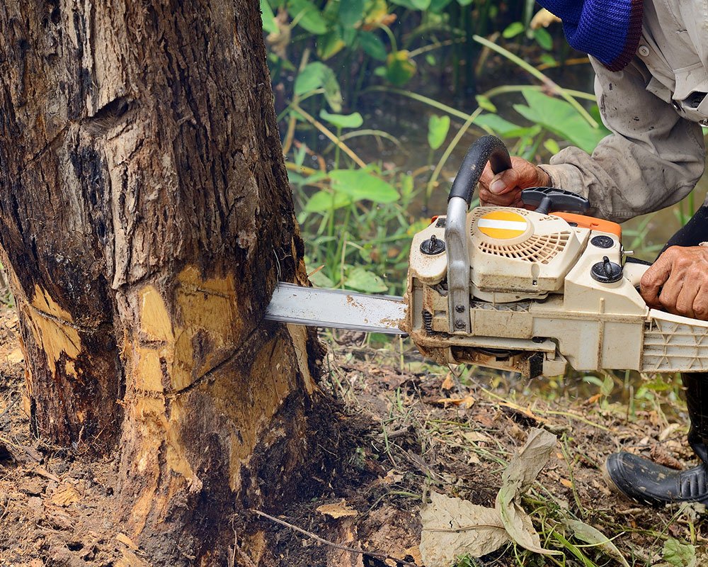 Albuquerque Tree Experts