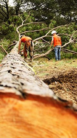 Certified Albuquerque Tree Experts